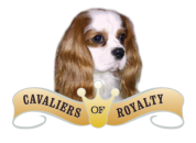 King Charles Spaniels|Cavalier King Charles Spaniels Puppies For Sale San Diego
